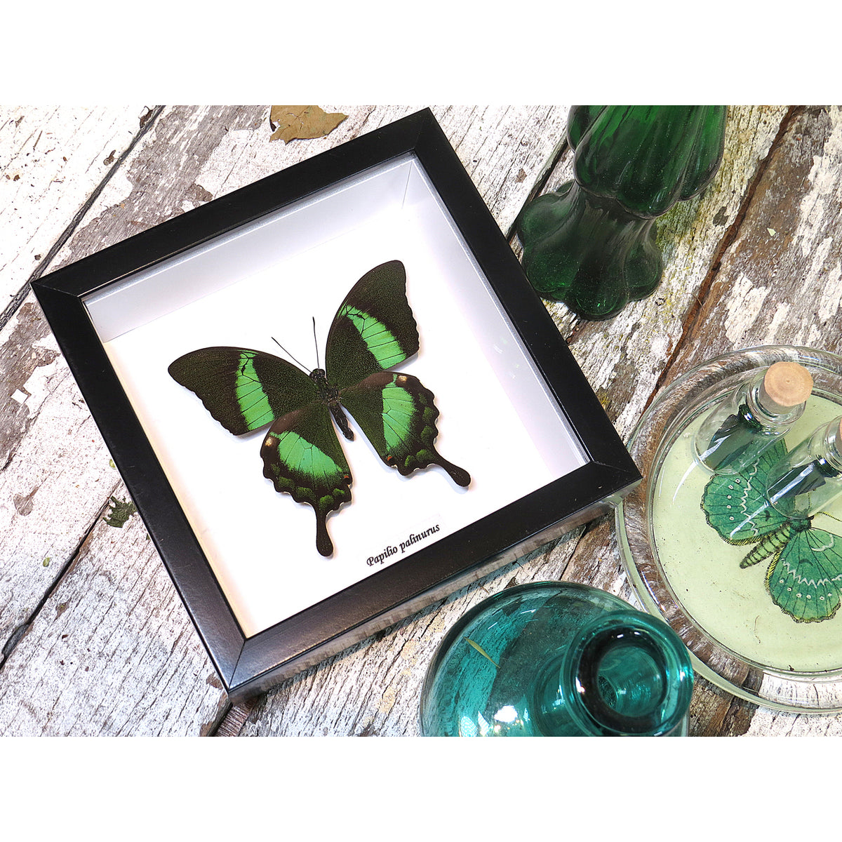 The Emerald Swallowtail Butterfly (Papilio palinurus)
