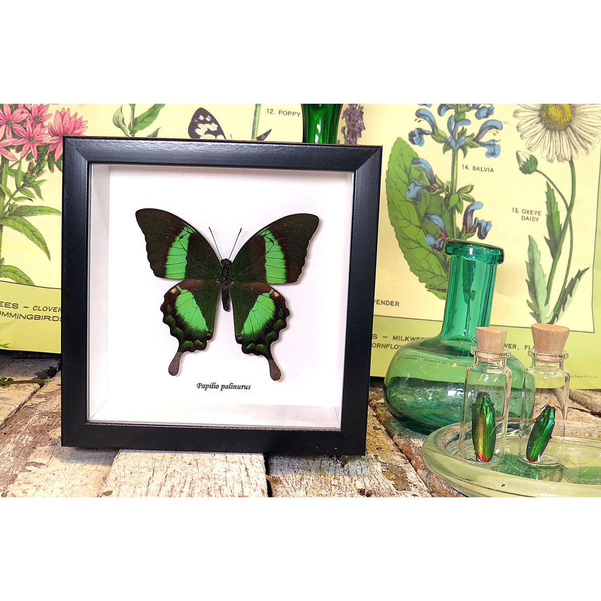 The Emerald Swallowtail Butterfly (Papilio palinurus)