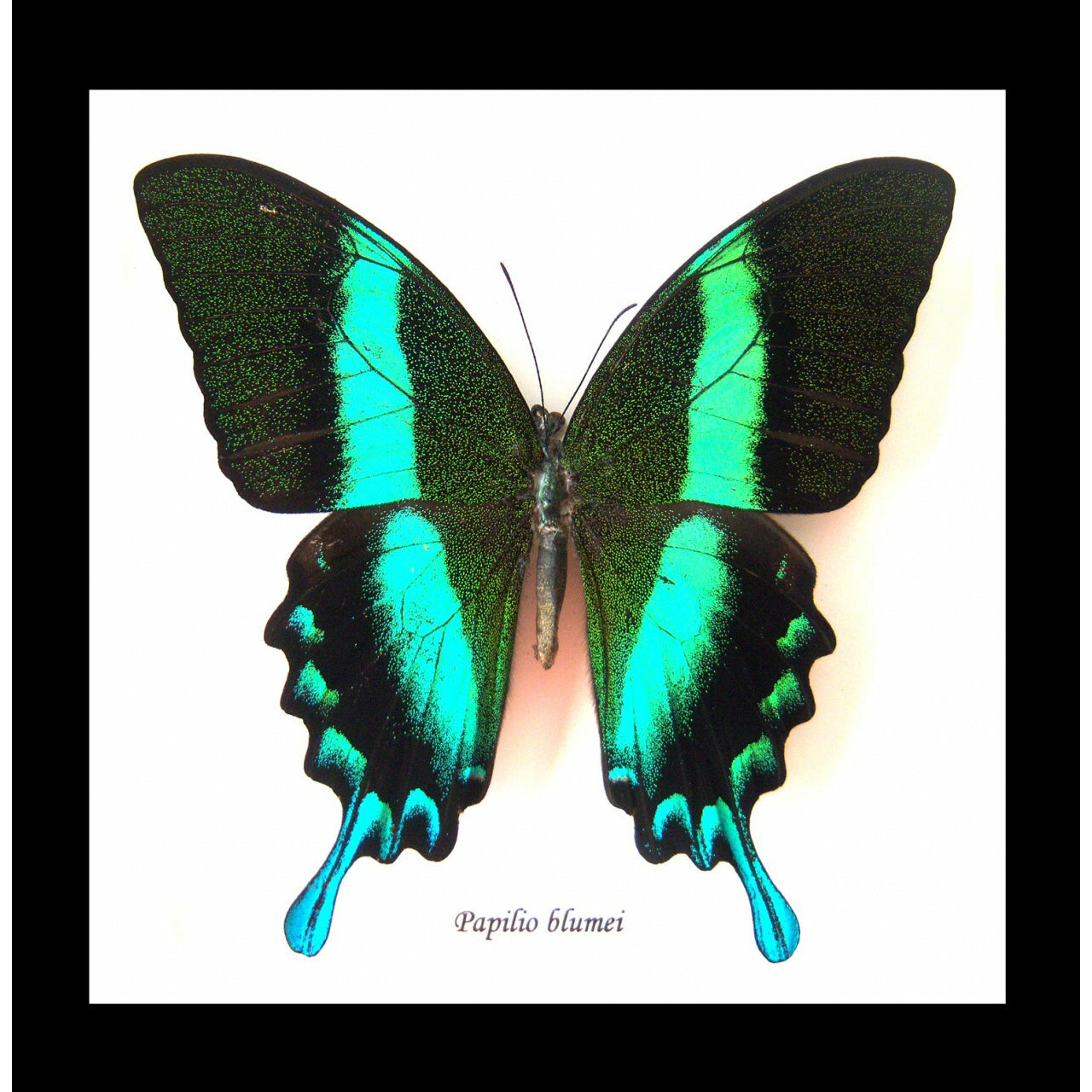 Peacock swallowtail Butterfly (Papilio blumei) - Blue Beetle Australia