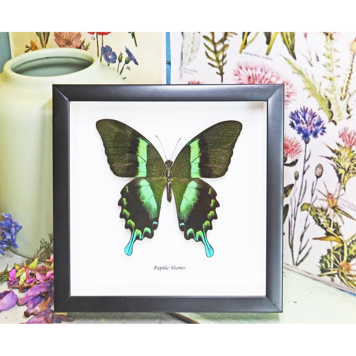 Peacock swallowtail Butterfly (Papilio blumei)