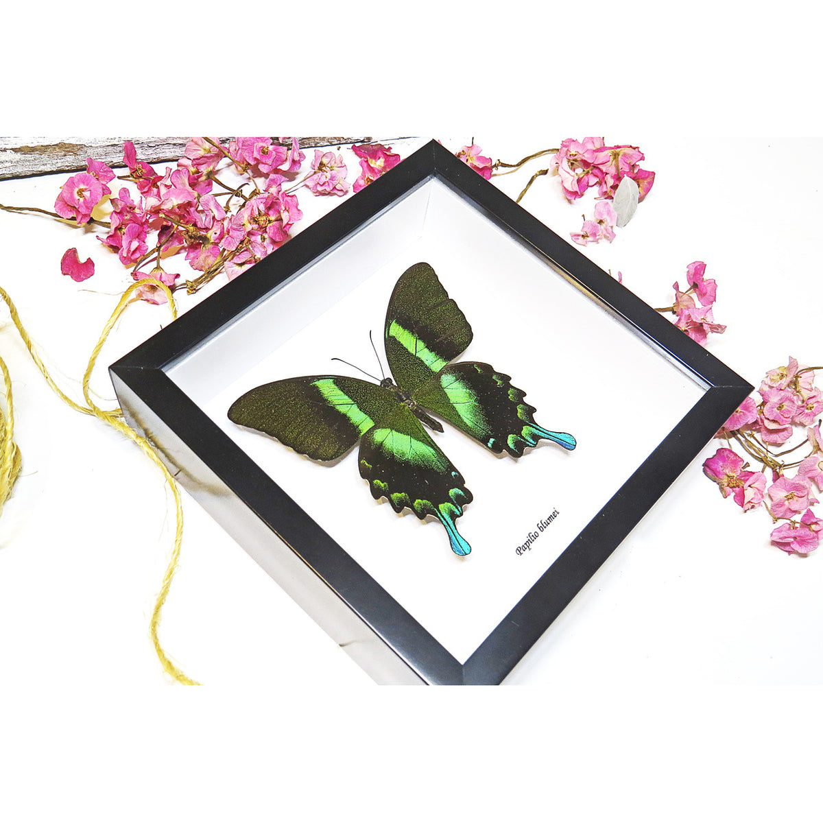 Peacock swallowtail Butterfly (Papilio blumei)