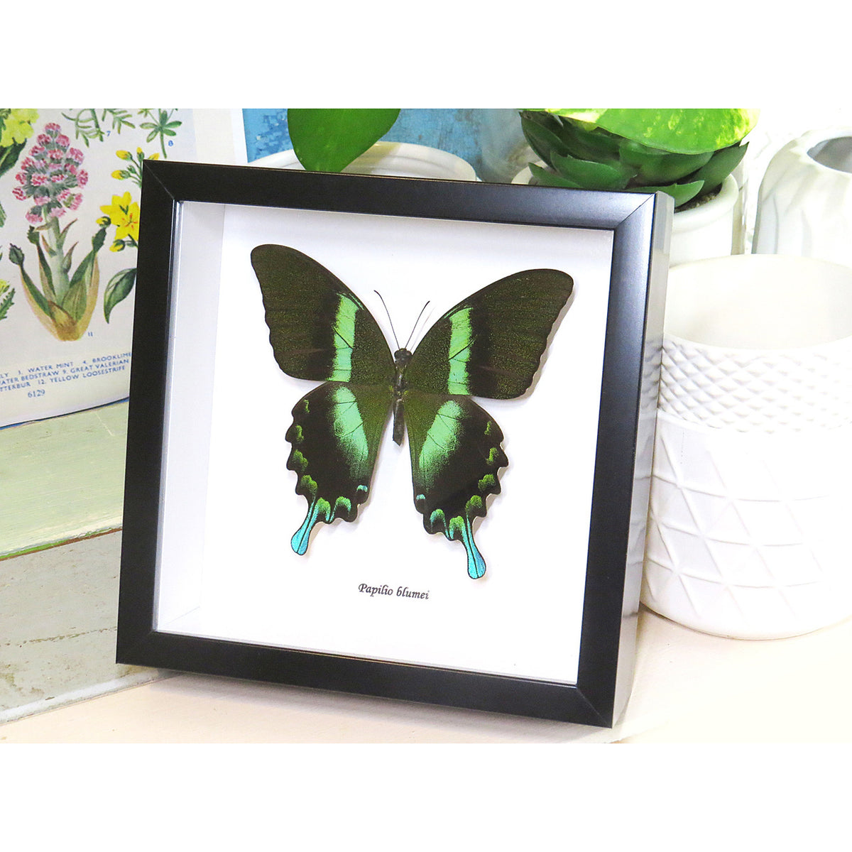 Peacock swallowtail Butterfly (Papilio blumei)