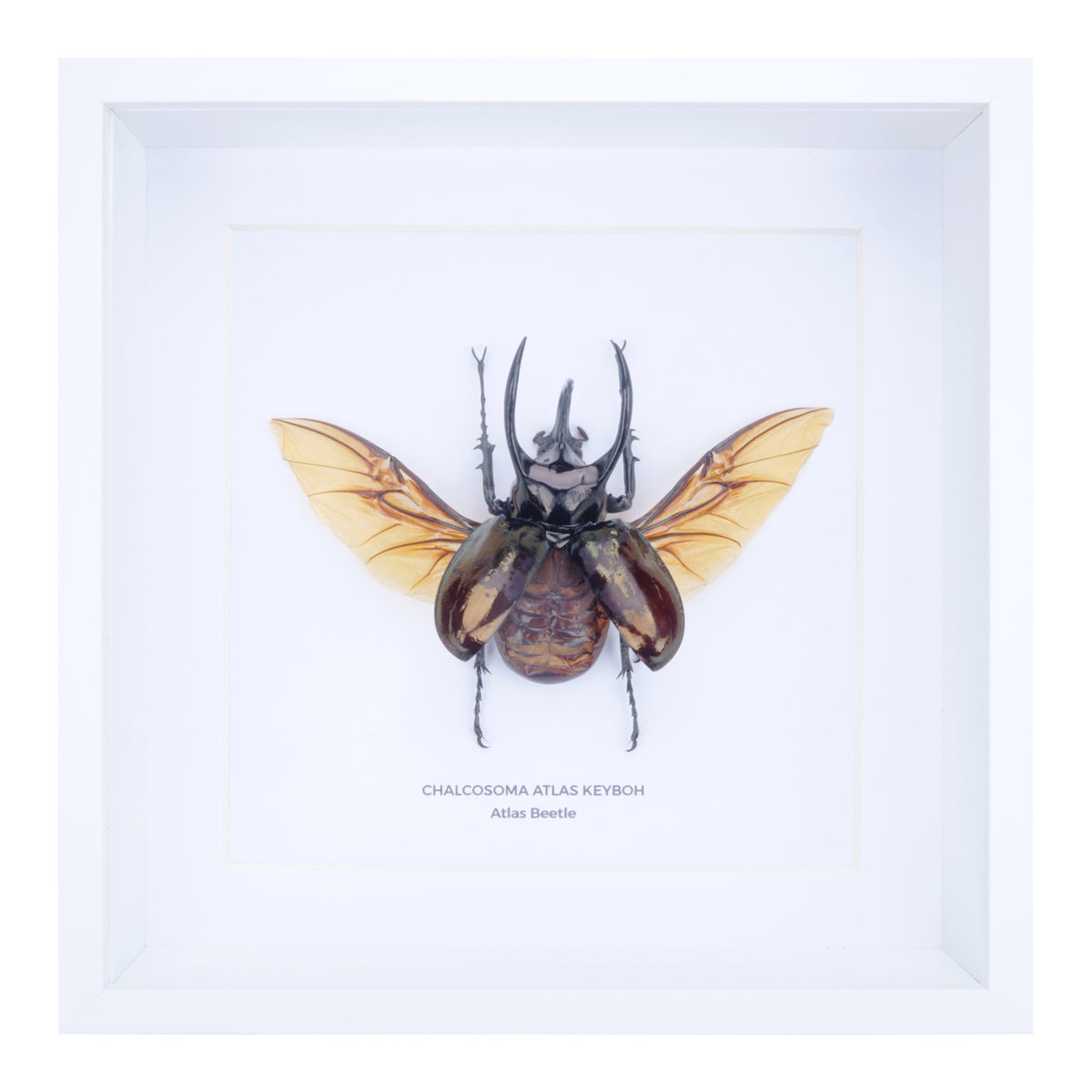 Atlas Beetle (Chalcosoma atlas ) in Deep Shadow Box Frame