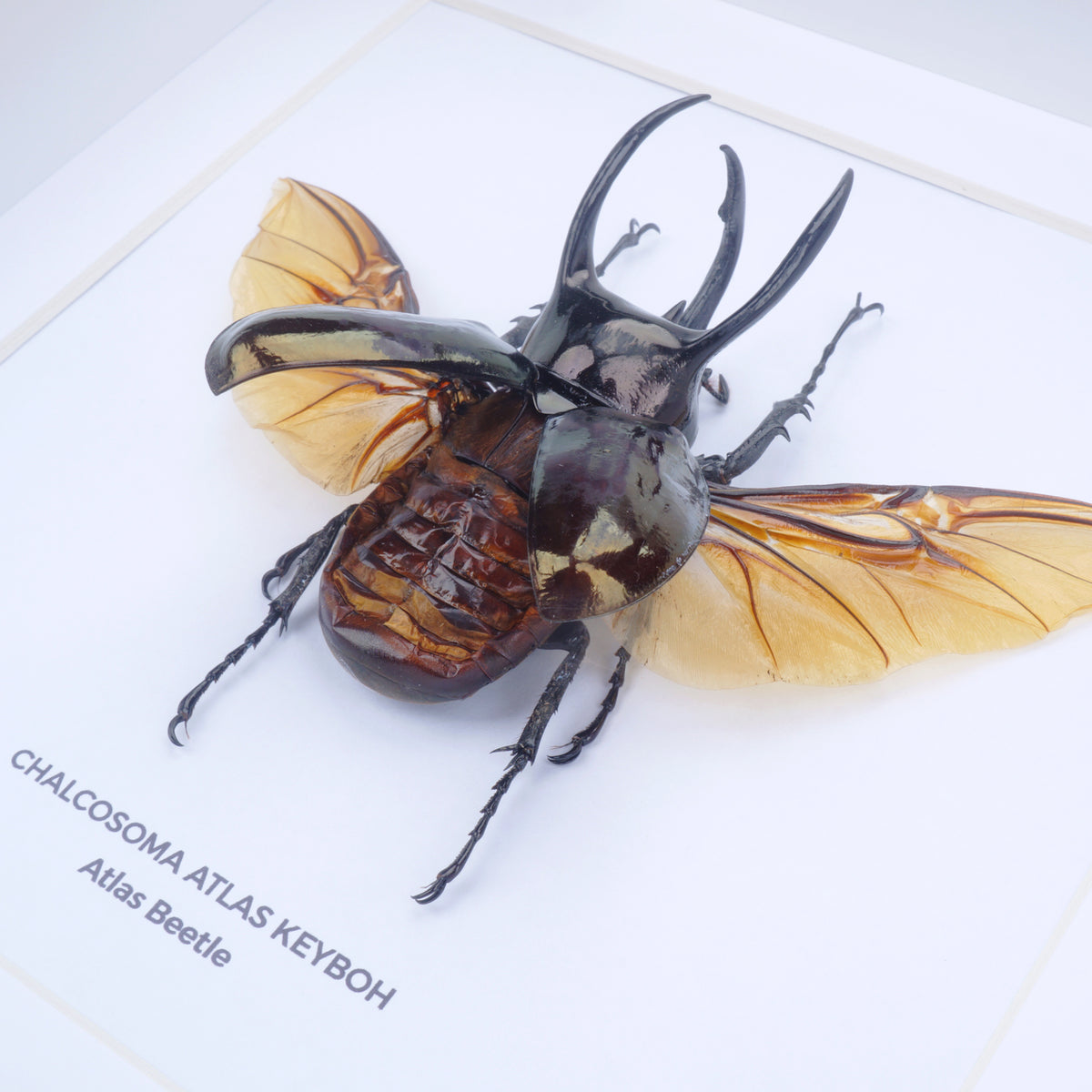 Atlas Beetle (Chalcosoma atlas ) in Deep Shadow Box Frame