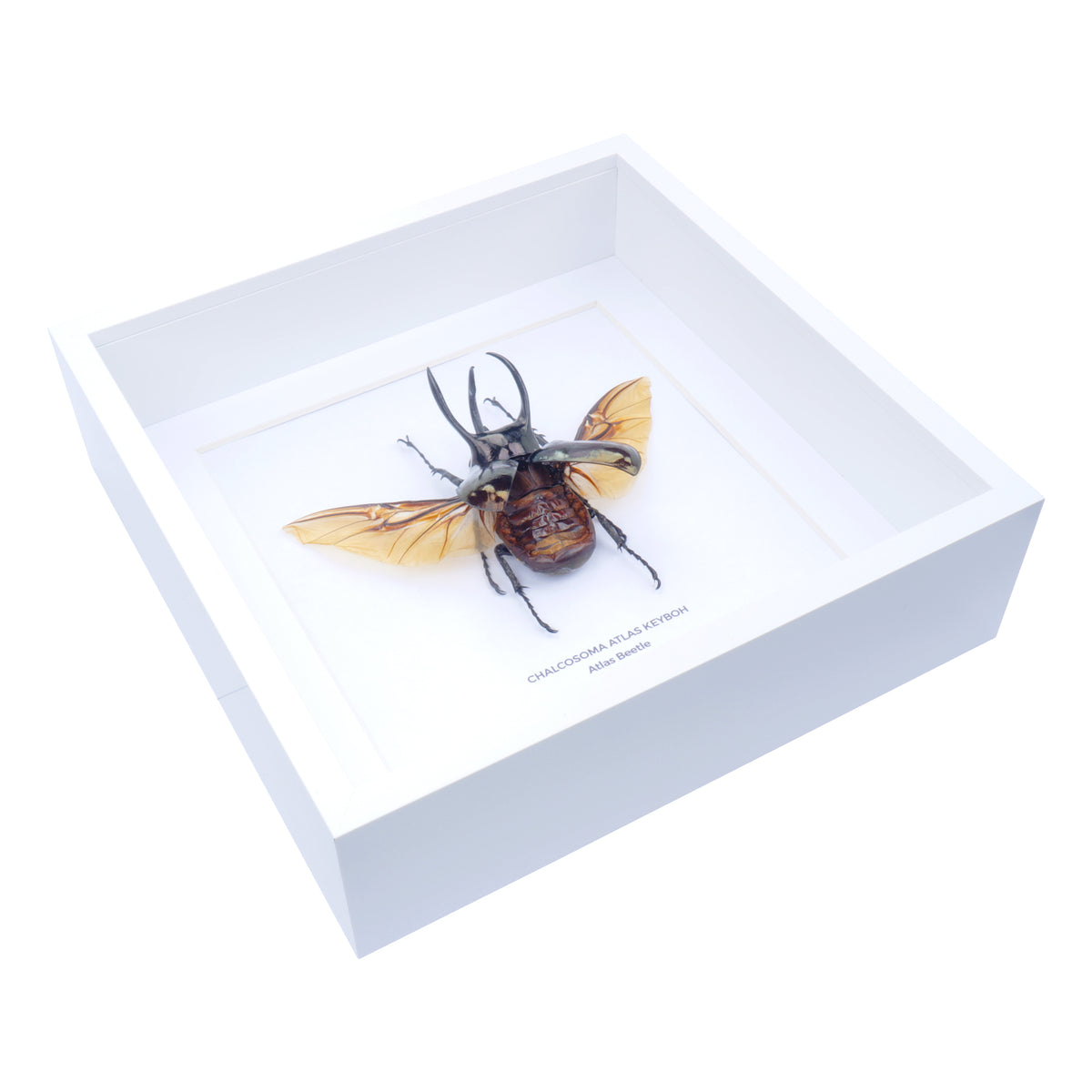 Atlas Beetle (Chalcosoma atlas ) in Deep Shadow Box Frame