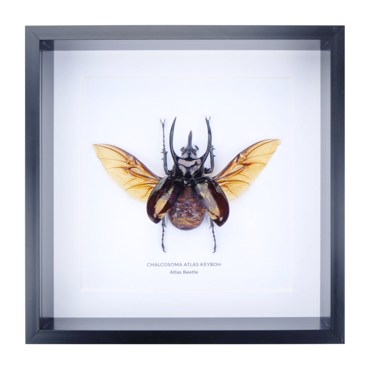 Atlas Beetle (Chalcosoma atlas ) in Deep Shadow Box Frame