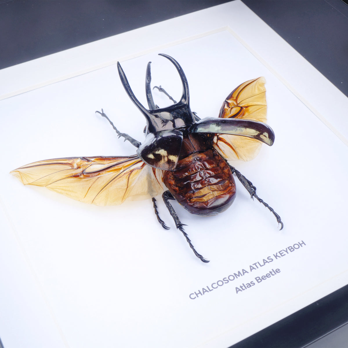 Atlas Beetle (Chalcosoma atlas ) in Deep Shadow Box Frame