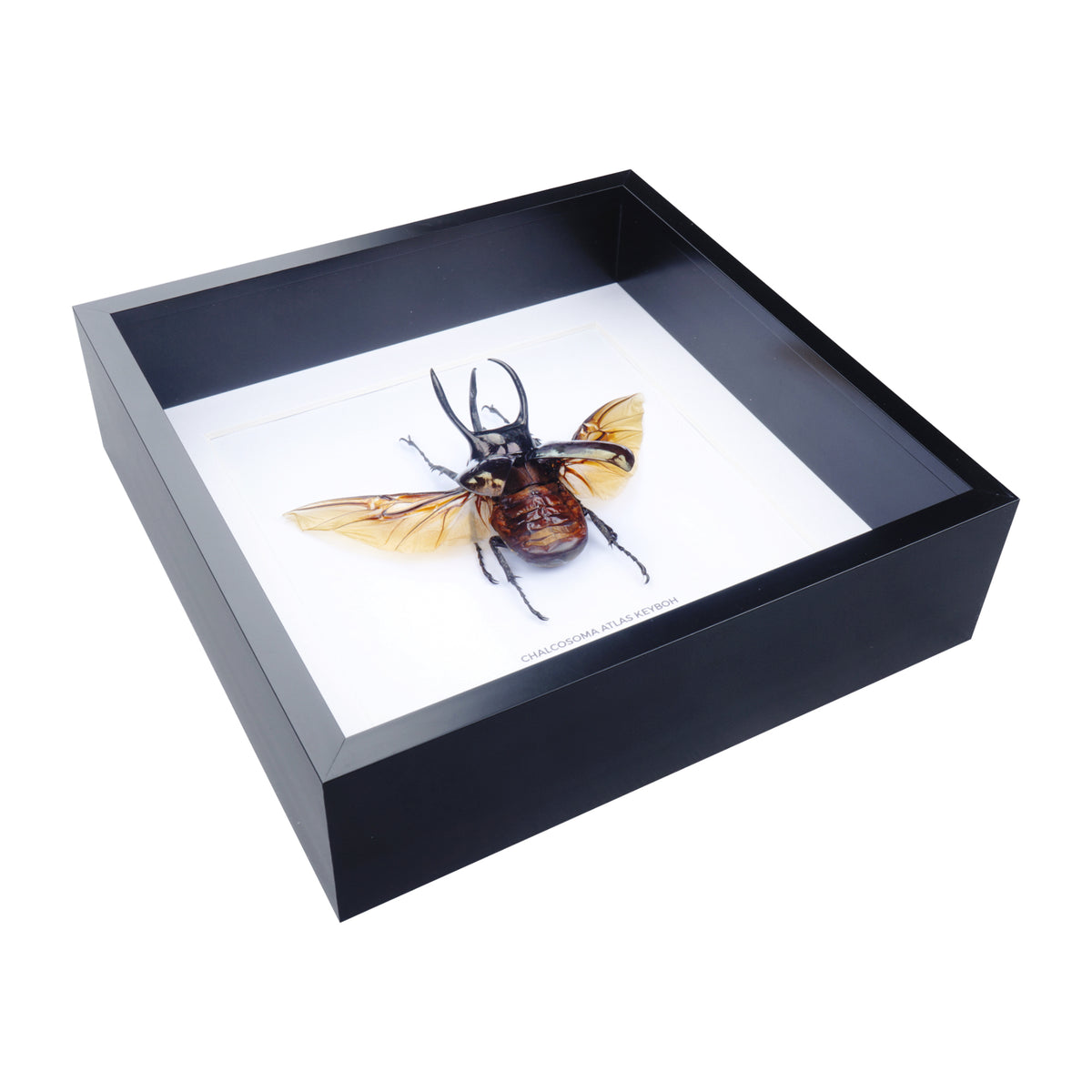 Atlas Beetle (Chalcosoma atlas ) in Deep Shadow Box Frame