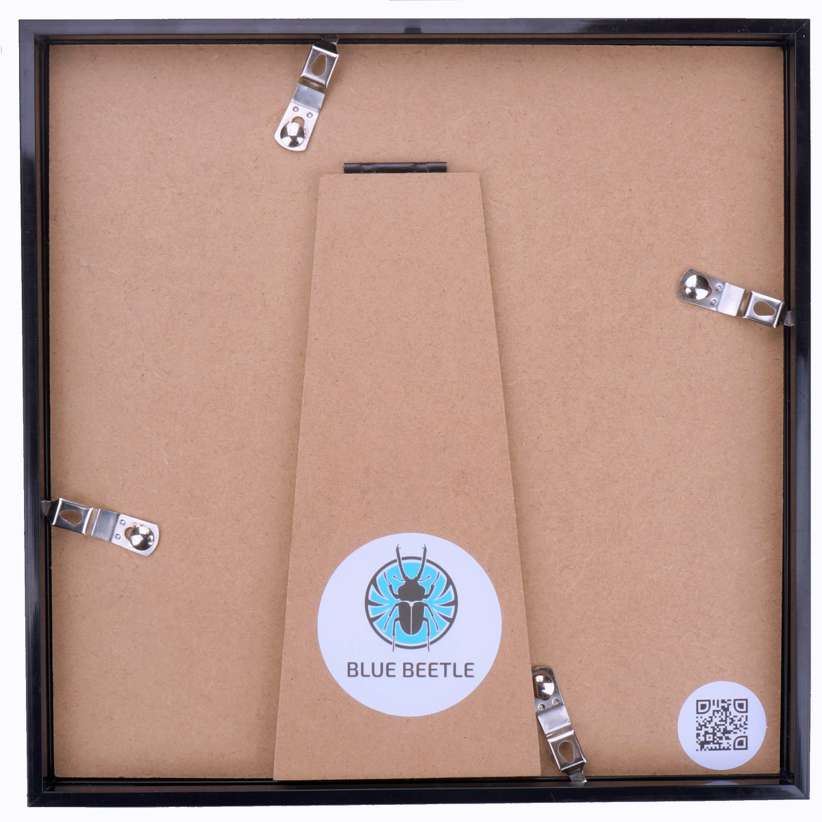 Plebeium Jewel Beetle (Calodema plebeium) in Deep Shadow Box Frame