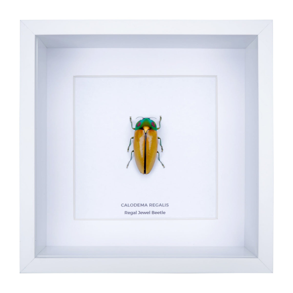 Regal Jewel Beetle (Calodema regalis) aka PIKACHU Jewel Beetle in Deep Shadow Box Frame