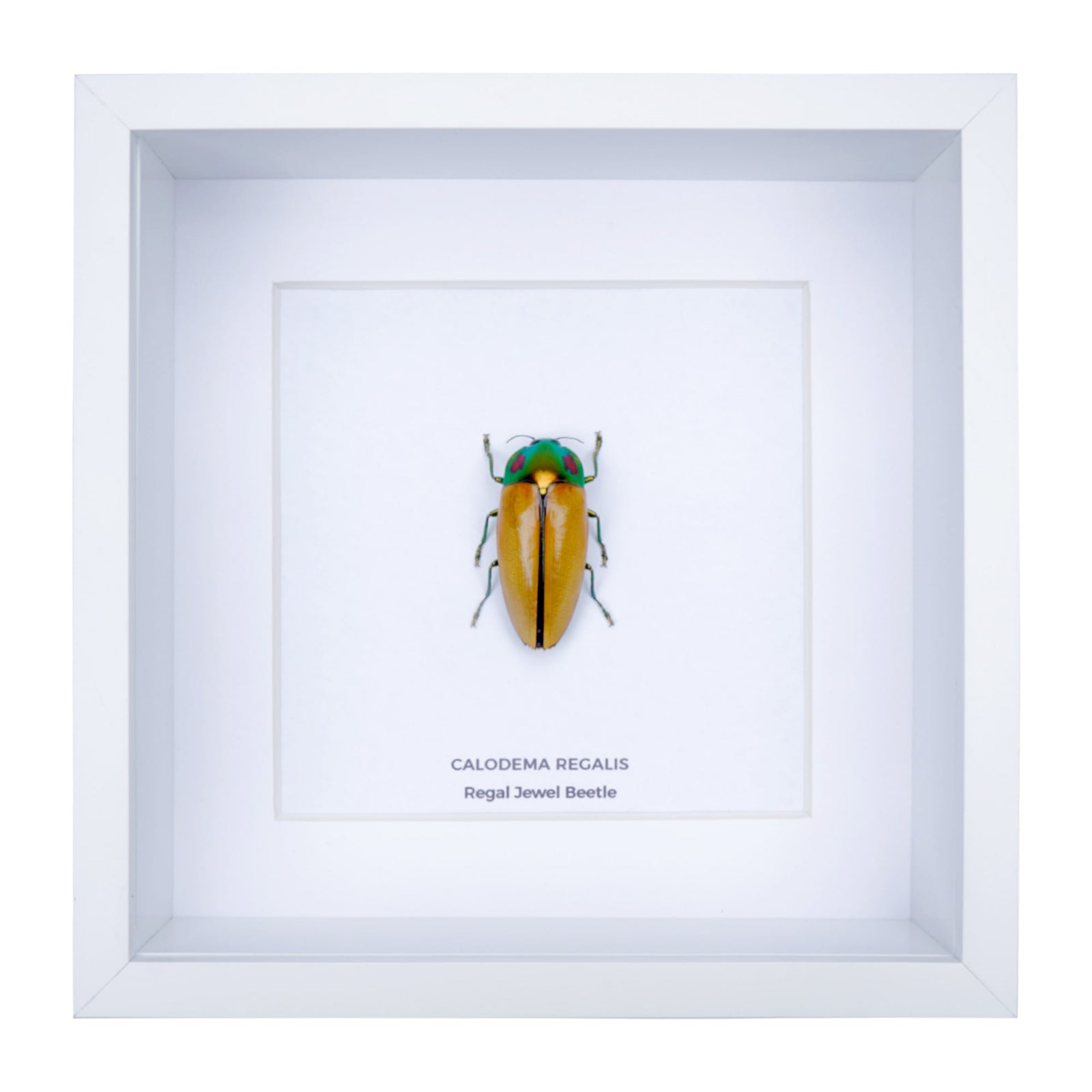 Regal Jewel Beetle (Calodema regalis) aka PIKACHU Jewel Beetle in Deep Shadow Box Frame