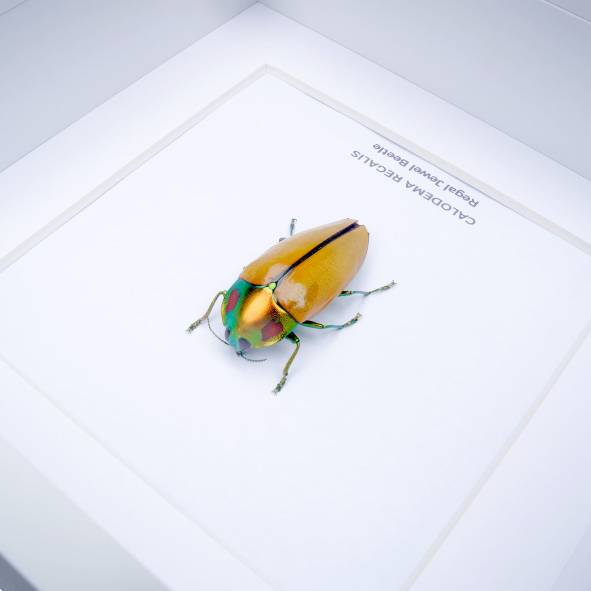 Regal Jewel Beetle (Calodema regalis) aka PIKACHU Jewel Beetle in Deep Shadow Box Frame