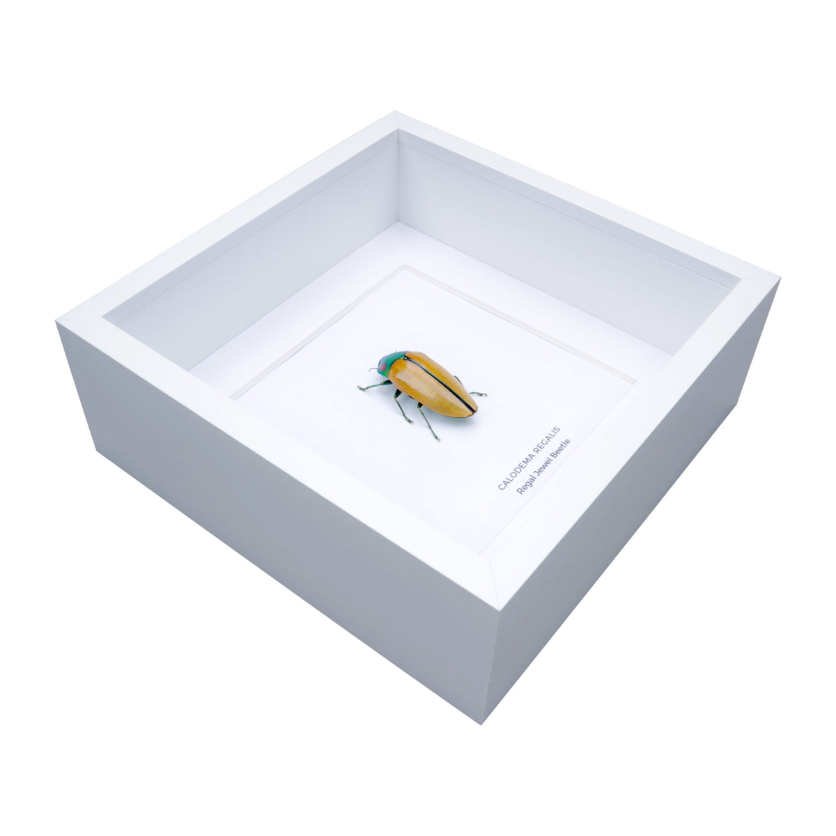 Regal Jewel Beetle (Calodema regalis) aka PIKACHU Jewel Beetle in Deep Shadow Box Frame