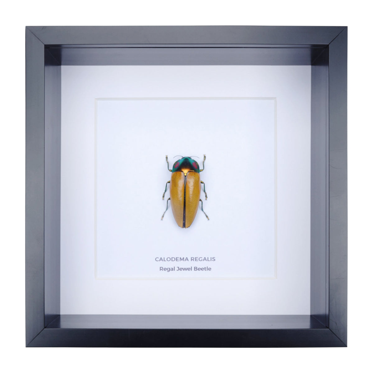 Regal Jewel Beetle (Calodema regalis) aka PIKACHU Jewel Beetle in Deep Shadow Box Frame