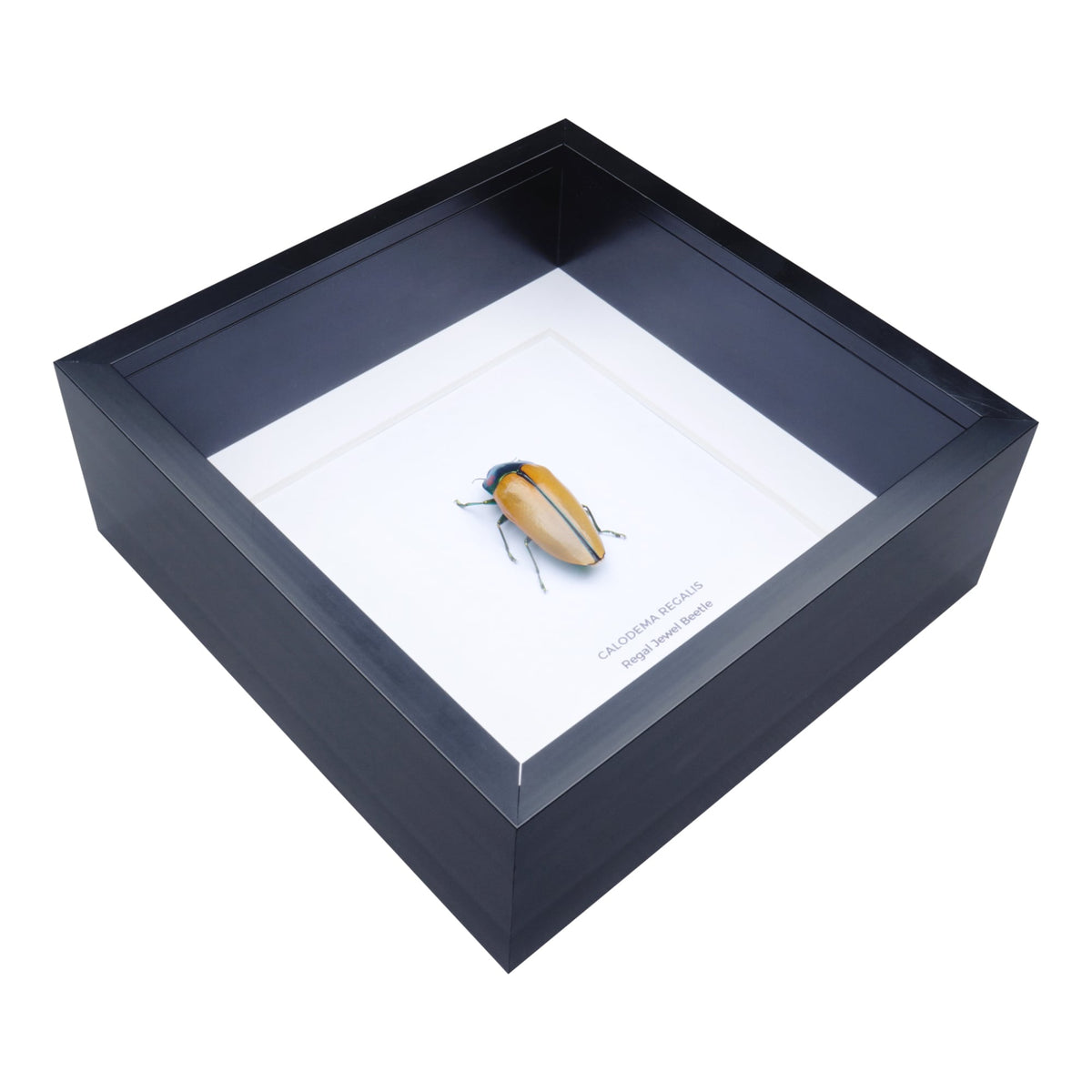 Regal Jewel Beetle (Calodema regalis) aka PIKACHU Jewel Beetle in Deep Shadow Box Frame