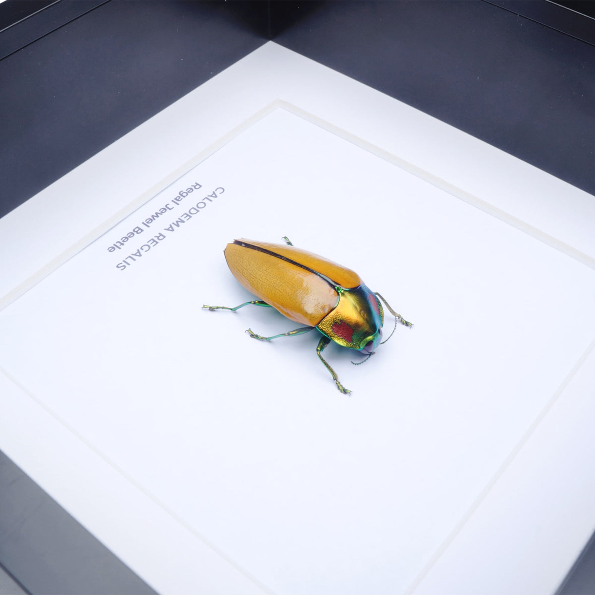 Regal Jewel Beetle (Calodema regalis) aka PIKACHU Jewel Beetle in Deep Shadow Box Frame