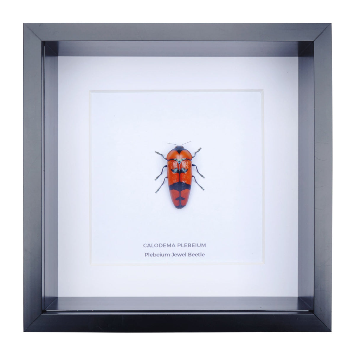 Plebeium Jewel Beetle (Calodema plebeium) in Deep Shadow Box Frame