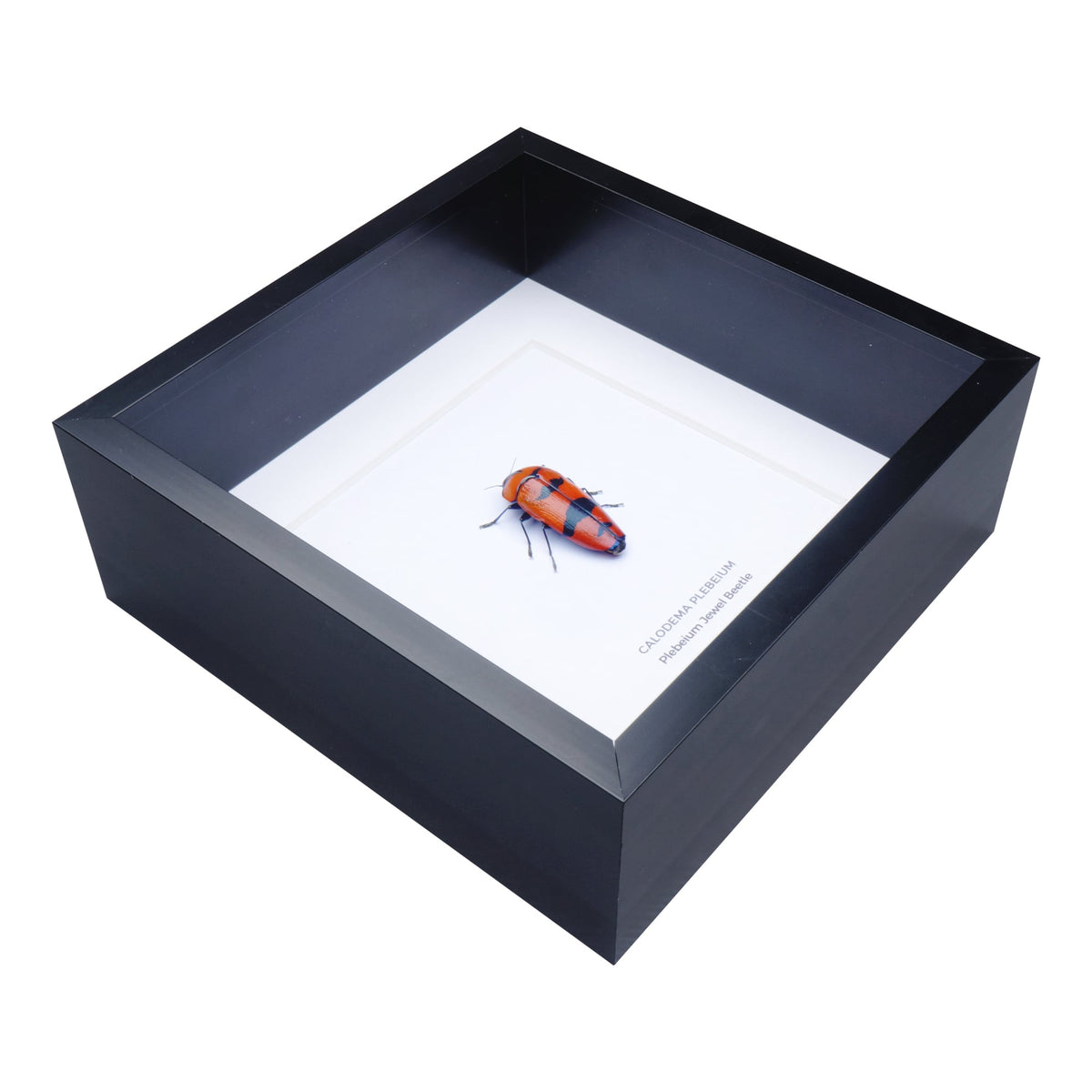 Plebeium Jewel Beetle (Calodema plebeium) in Deep Shadow Box Frame