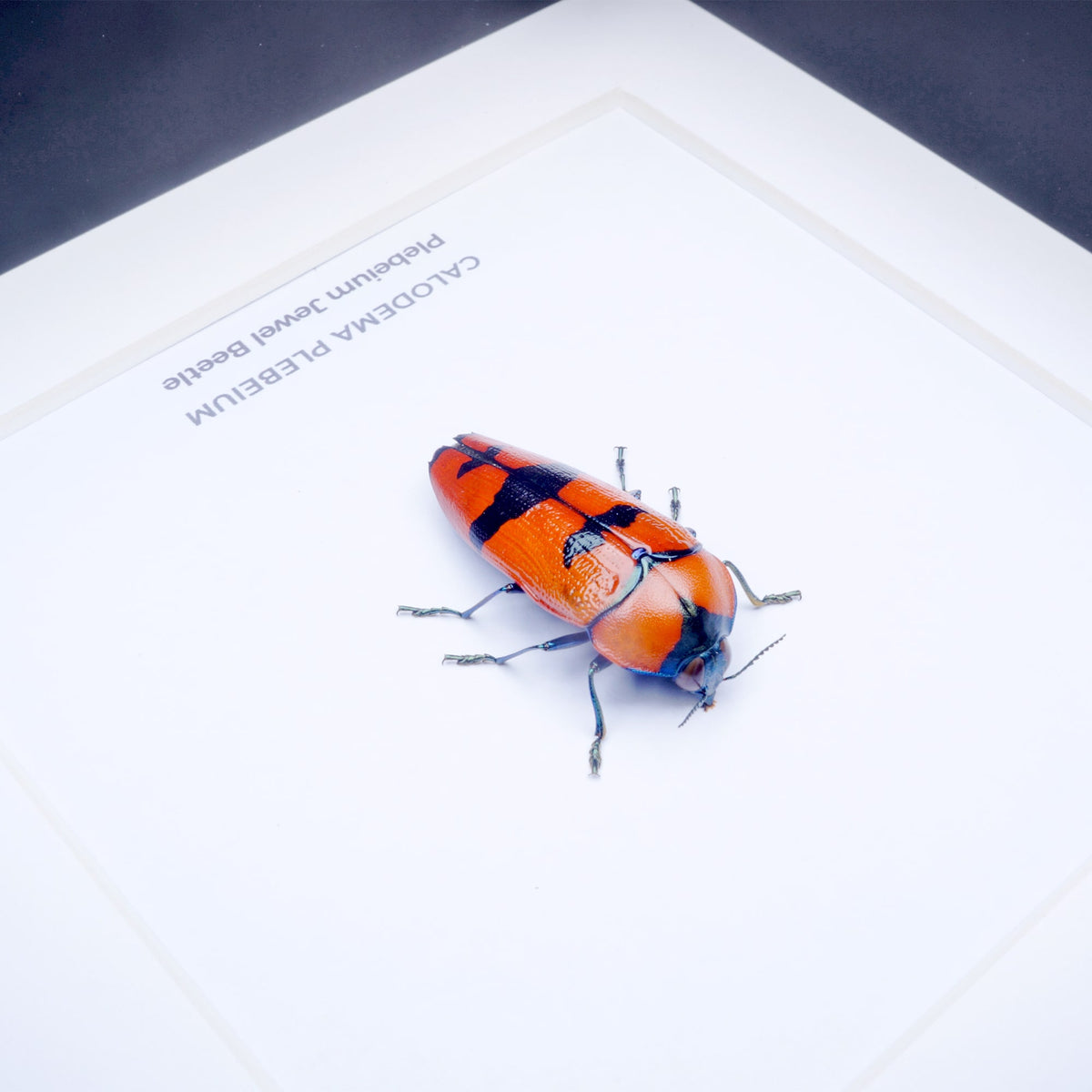 Plebeium Jewel Beetle (Calodema plebeium) in Deep Shadow Box Frame
