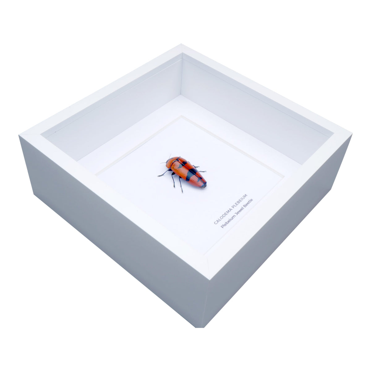 Plebeium Jewel Beetle (Calodema plebeium) in Deep Shadow Box Frame