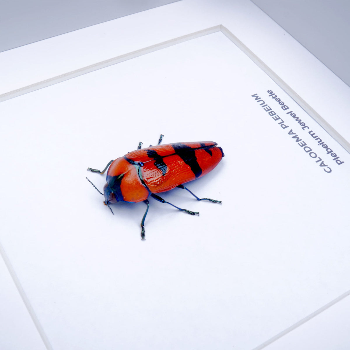 Plebeium Jewel Beetle (Calodema plebeium) in Deep Shadow Box Frame