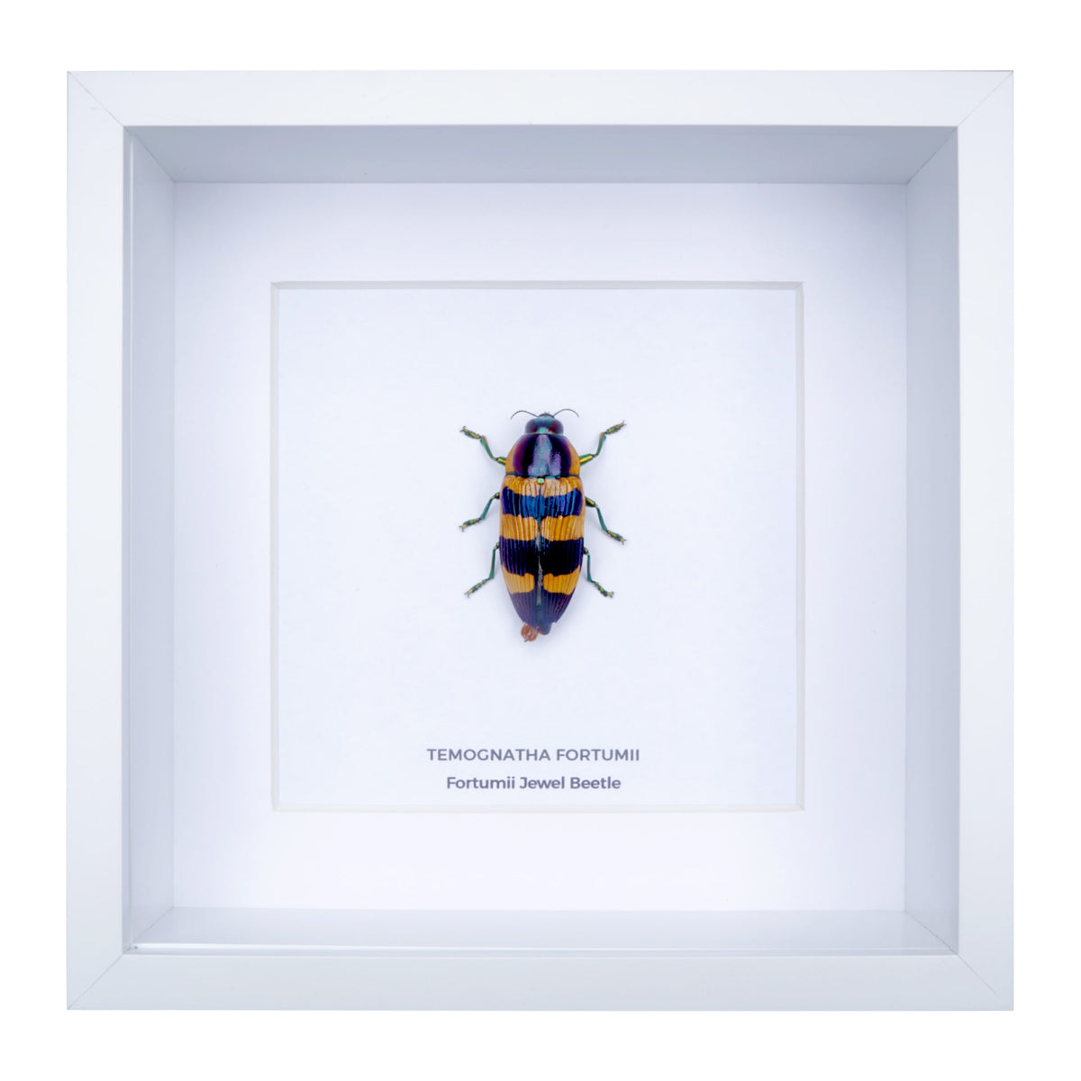 Fortumii Jewel Beetle (Temognatha fortumii) in Deep Shadow Box Frame
