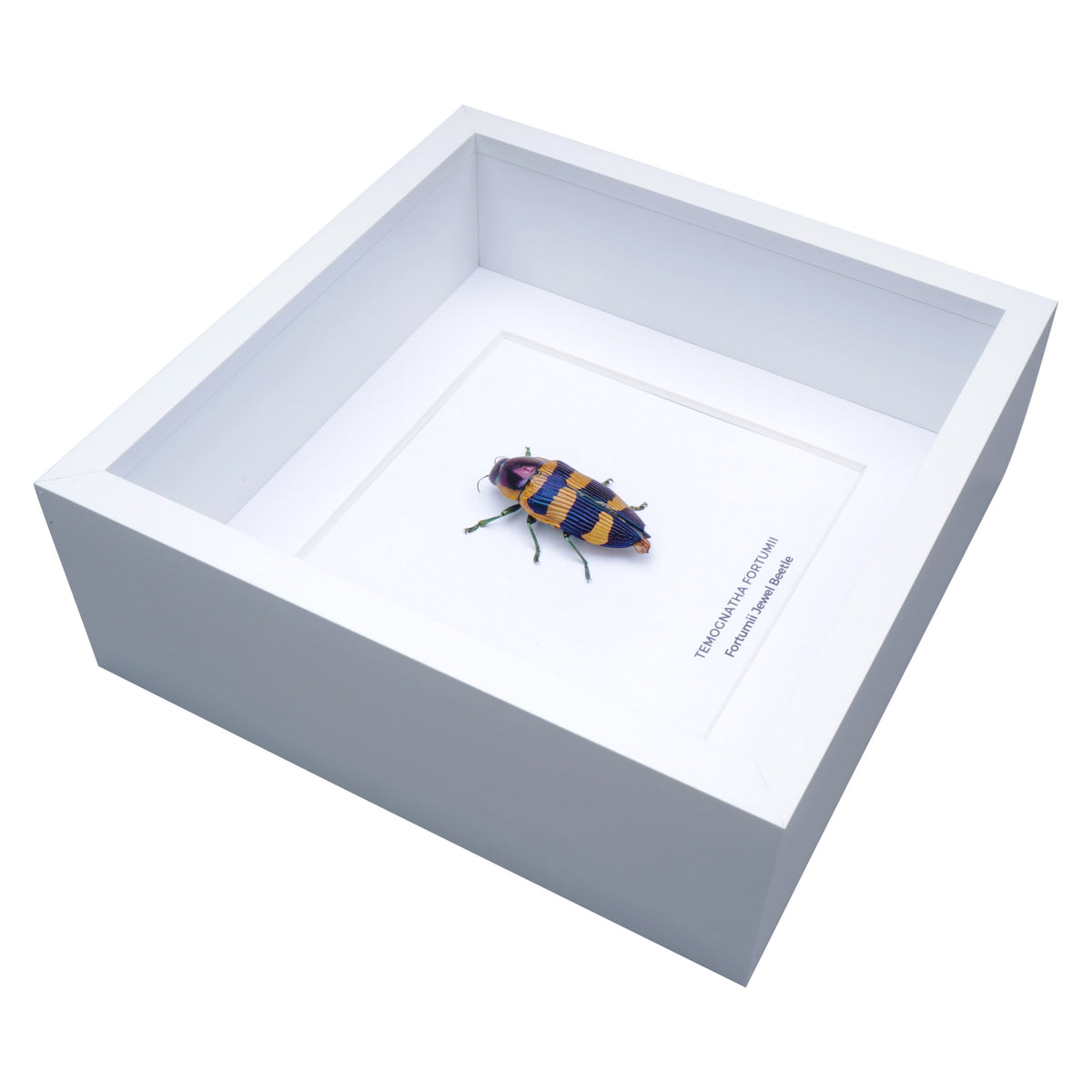 Fortumii Jewel Beetle (Temognatha fortumii) in Deep Shadow Box Frame