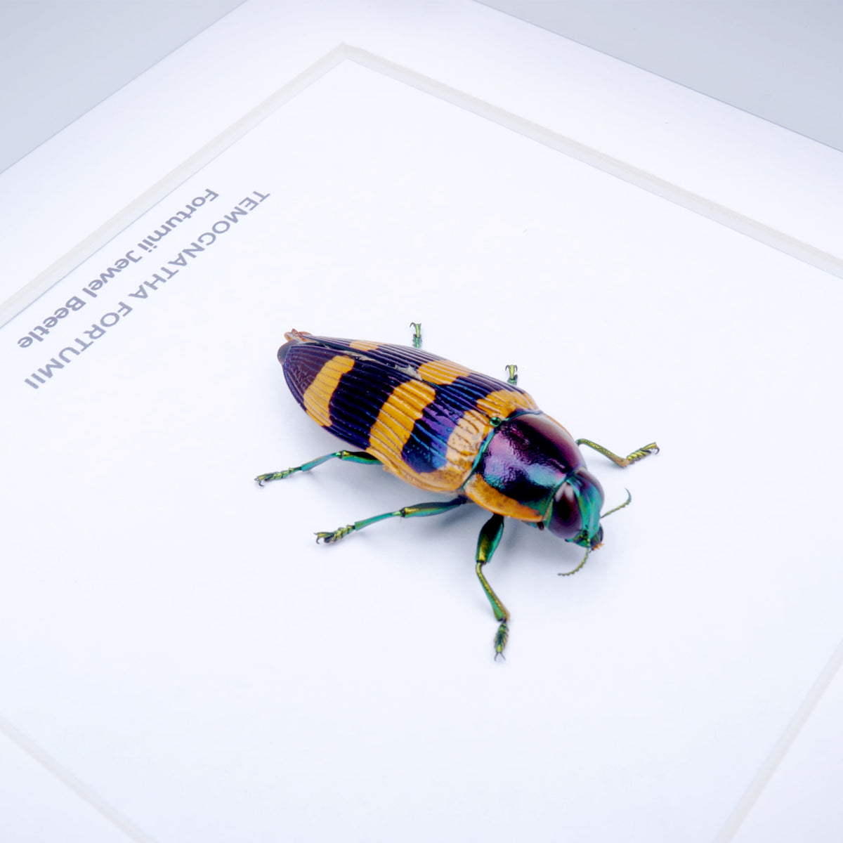 Fortumii Jewel Beetle (Temognatha fortumii) in Deep Shadow Box Frame