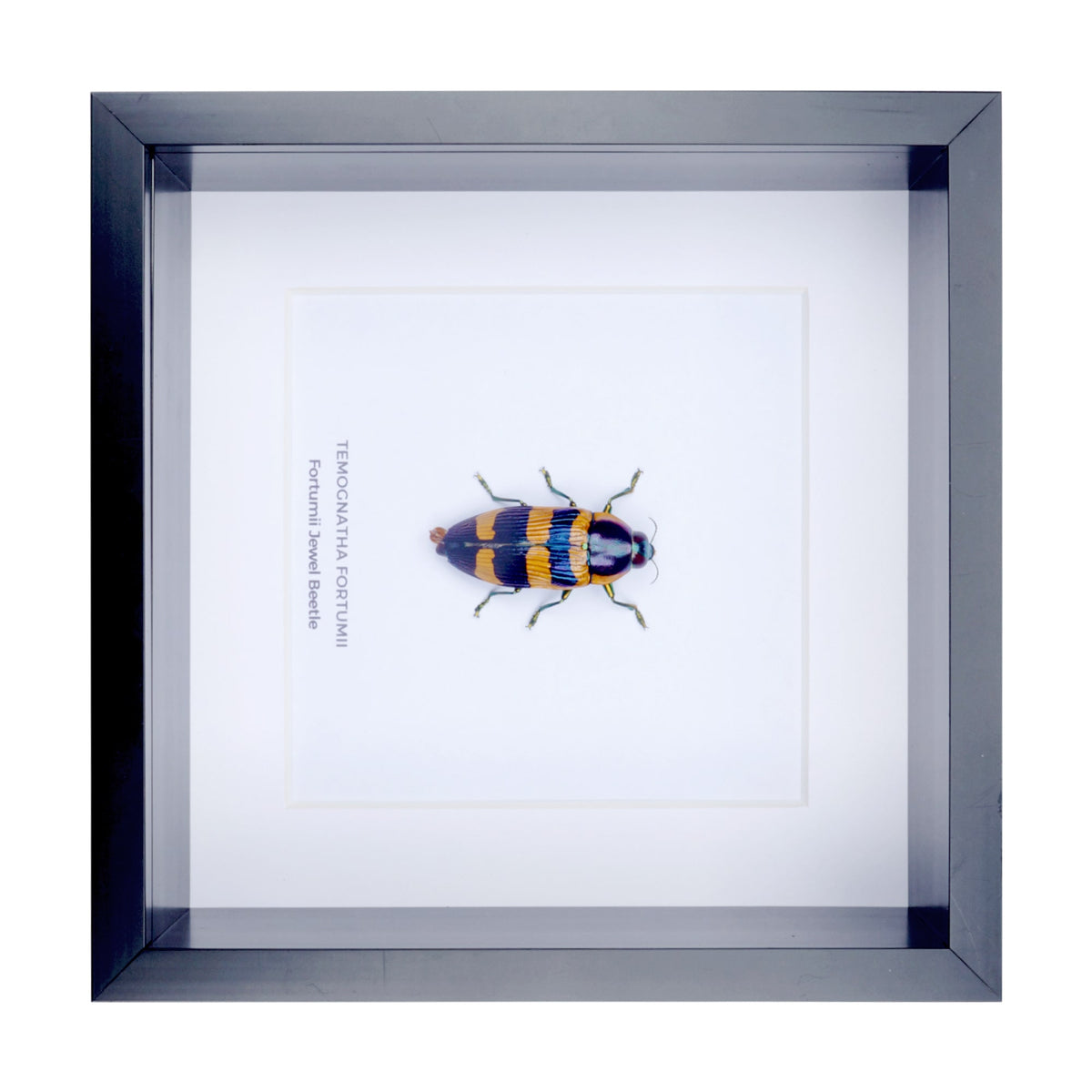 Fortumii Jewel Beetle (Temognatha fortumii) in Deep Shadow Box Frame