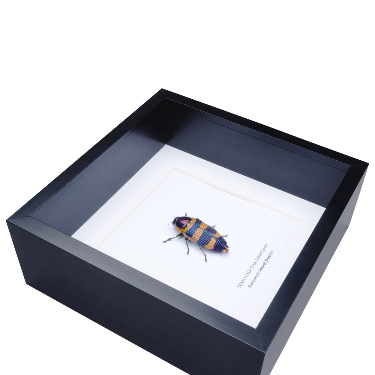Fortumii Jewel Beetle (Temognatha fortumii) in Deep Shadow Box Frame