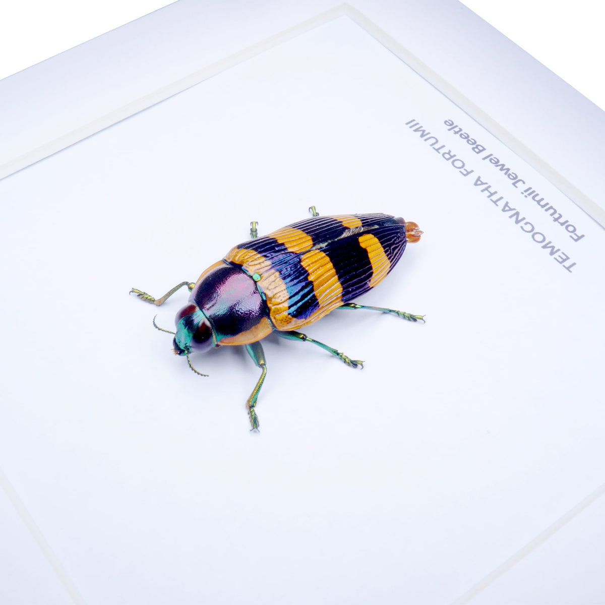 Fortumii Jewel Beetle (Temognatha fortumii) in Deep Shadow Box Frame