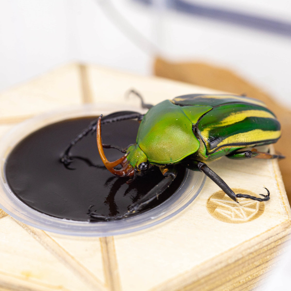 YUE Brown Sugar Beetle Jelly Cups 25G (25 Pack)