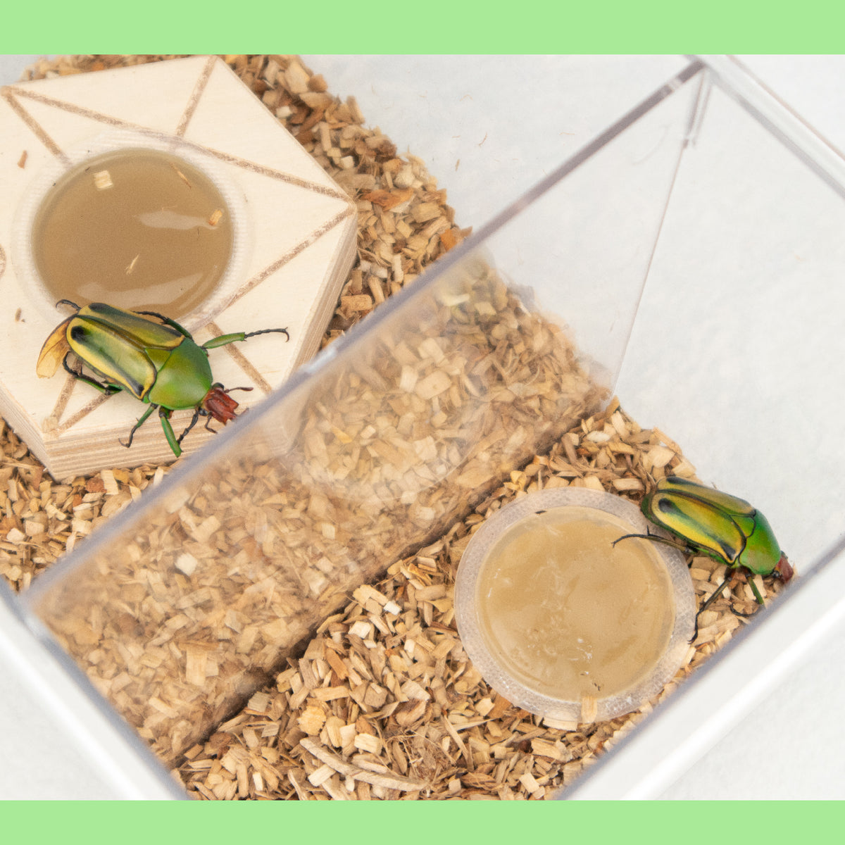 Special Designed PP Plastic Container Beetles Spiders Reptile