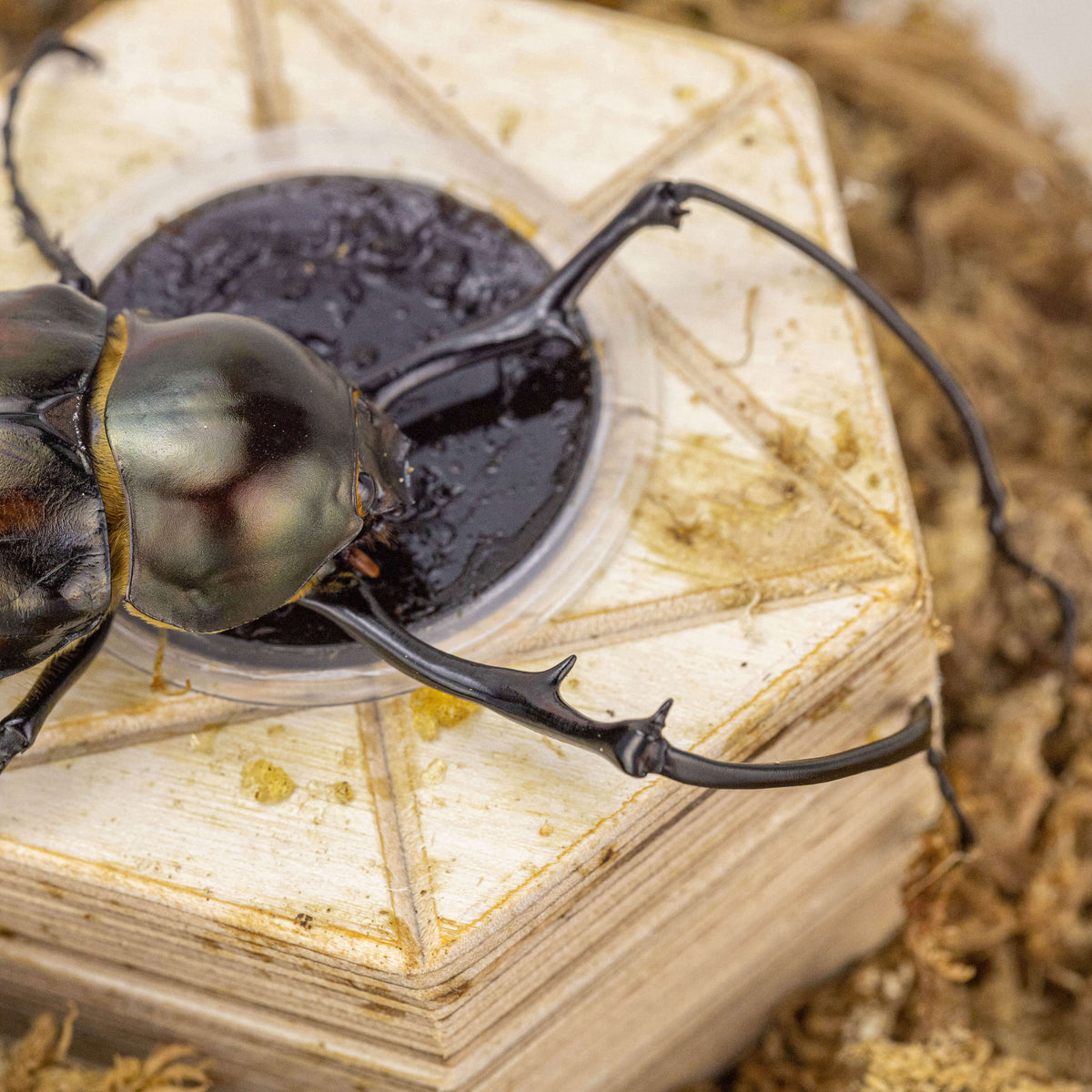 YUE Brown Sugar Beetle Jelly Cups 25G (25 Pack)