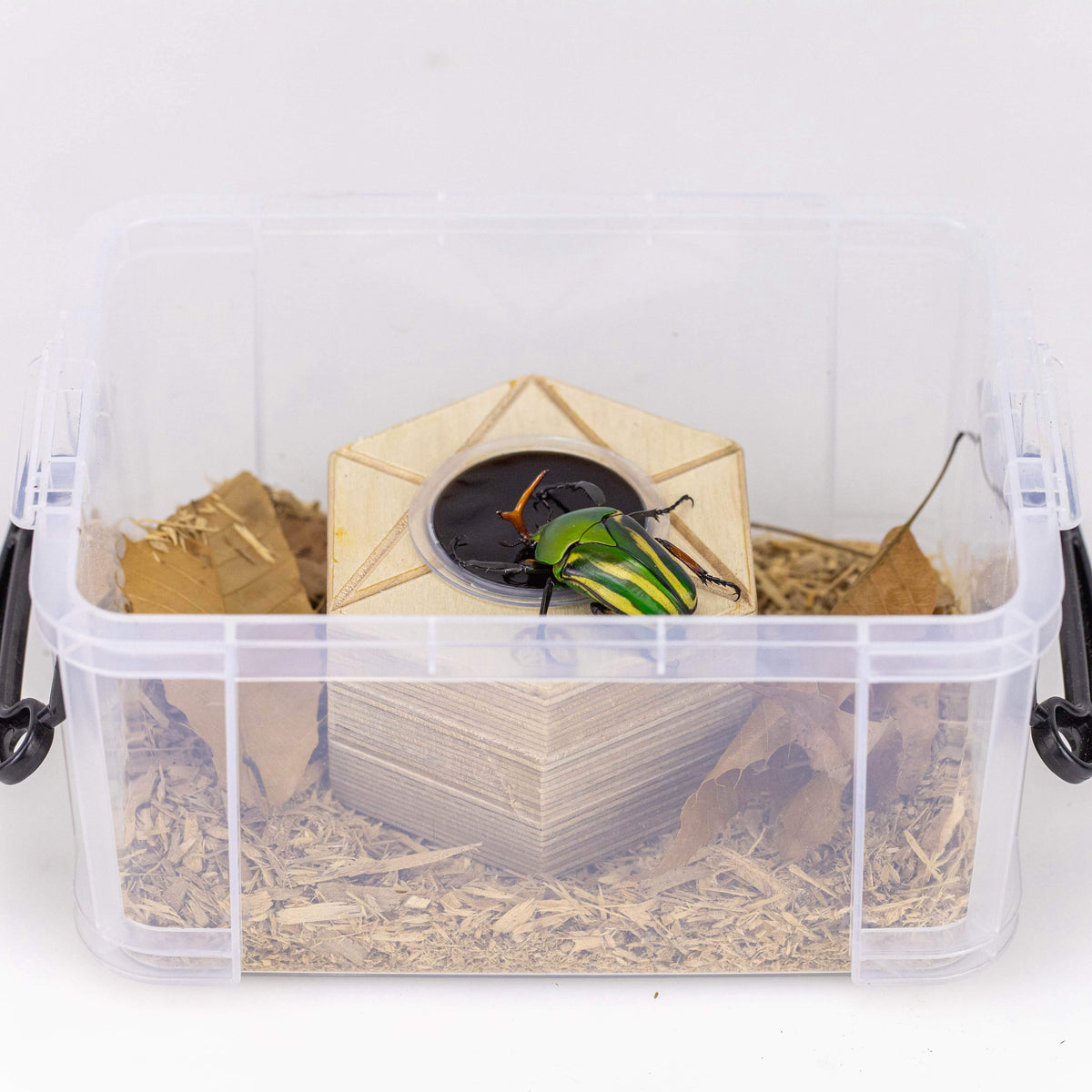 Beetle Beding Natural Hard Wood Shavings 2L