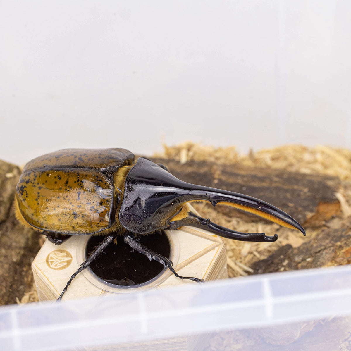 Beetle Beding Natural Hard Wood Shavings 2L