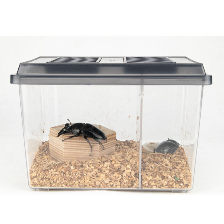 Special Designed PP Plastic Container Beetles Spiders Reptile