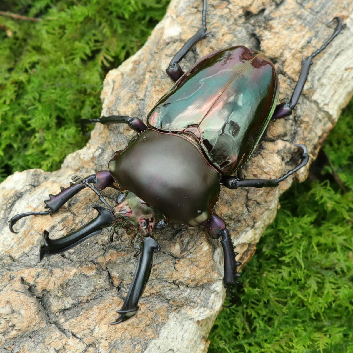 Phalacrognathus muelleri (Rainbow Stag Beetle, King Stag Beetle)