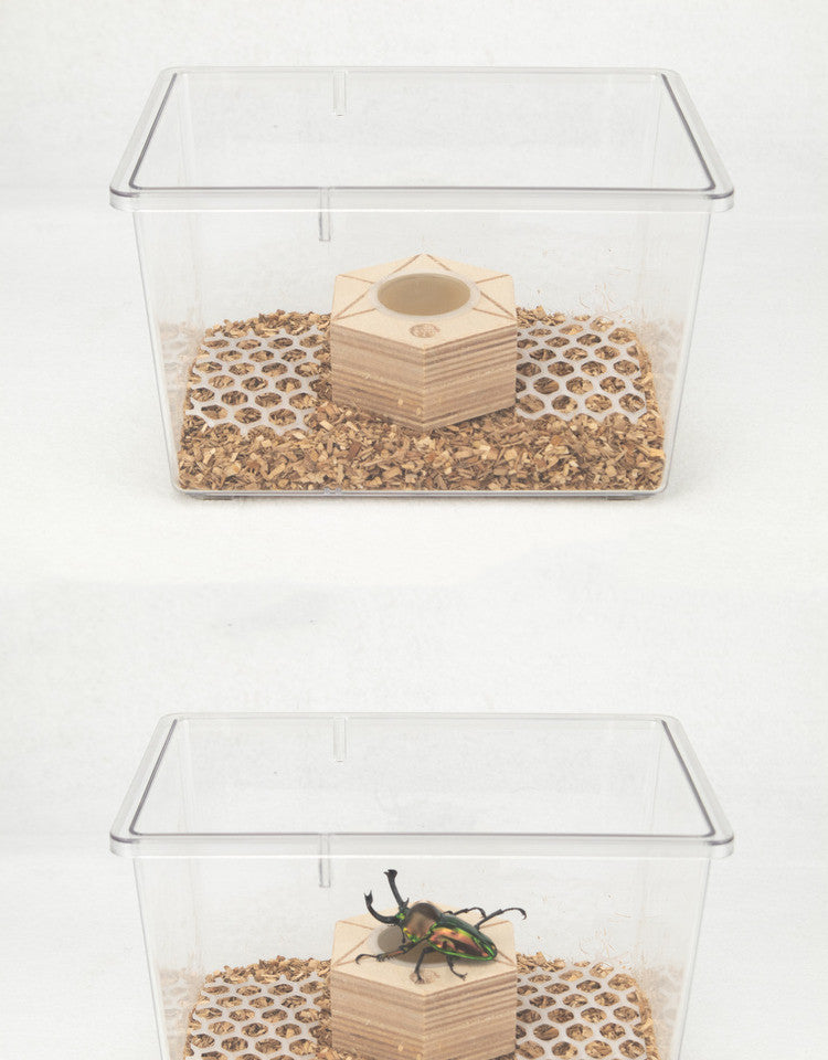 Special Designed PP Plastic Container Beetles Spiders Reptile
