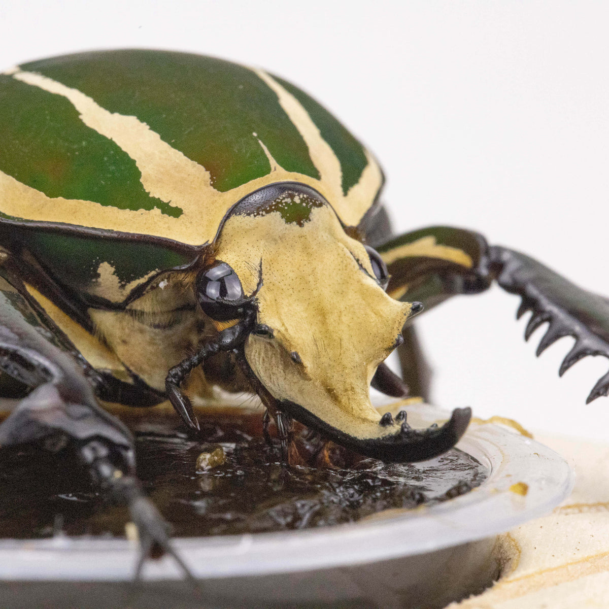 YUE Brown Sugar Beetle Jelly Cups 25G (25 Pack)