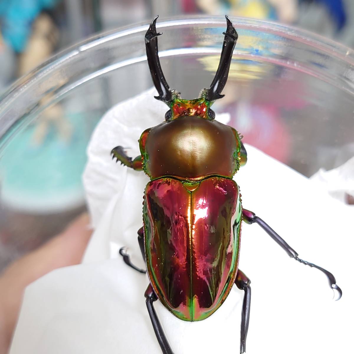 Phalacrognathus muelleri (Rainbow Stag Beetle, King Stag Beetle)