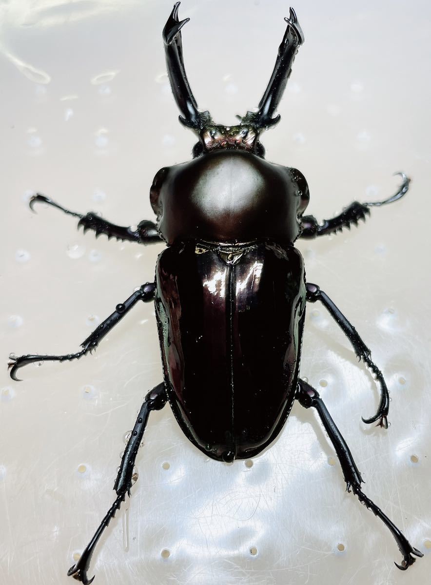 Phalacrognathus muelleri (Rainbow Stag Beetle, King Stag Beetle)