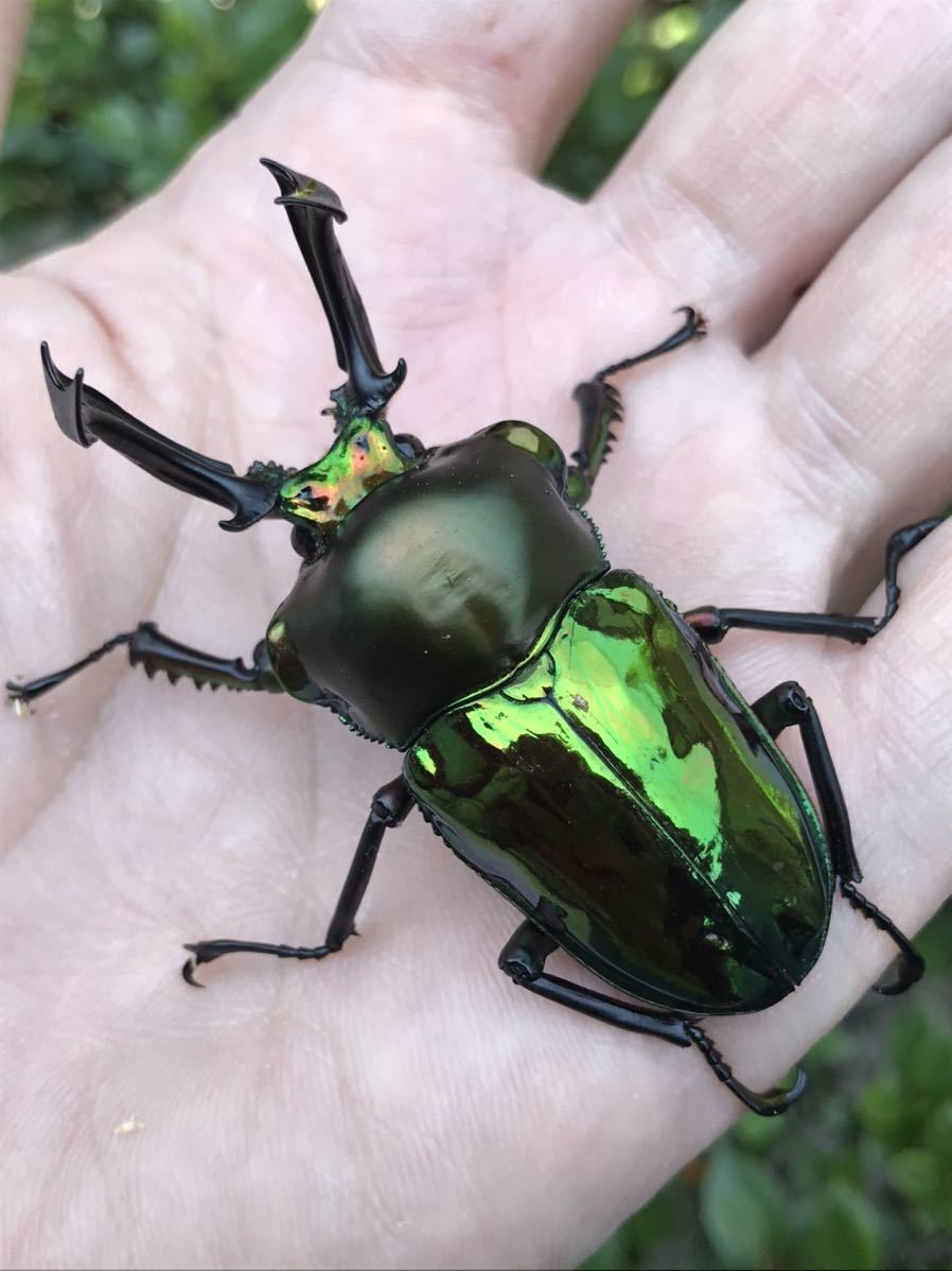 Phalacrognathus muelleri (Rainbow Stag Beetle, King Stag Beetle)