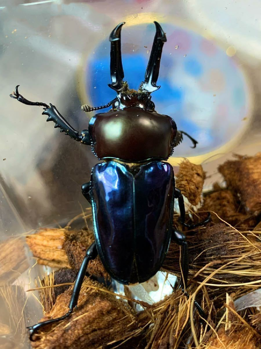 Phalacrognathus muelleri (Rainbow Stag Beetle, King Stag Beetle)