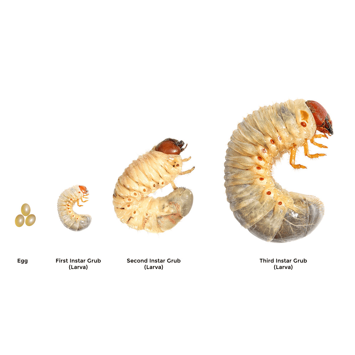 Xylotrupes australicus  (Rhinoceros Beetle) Grub Kit