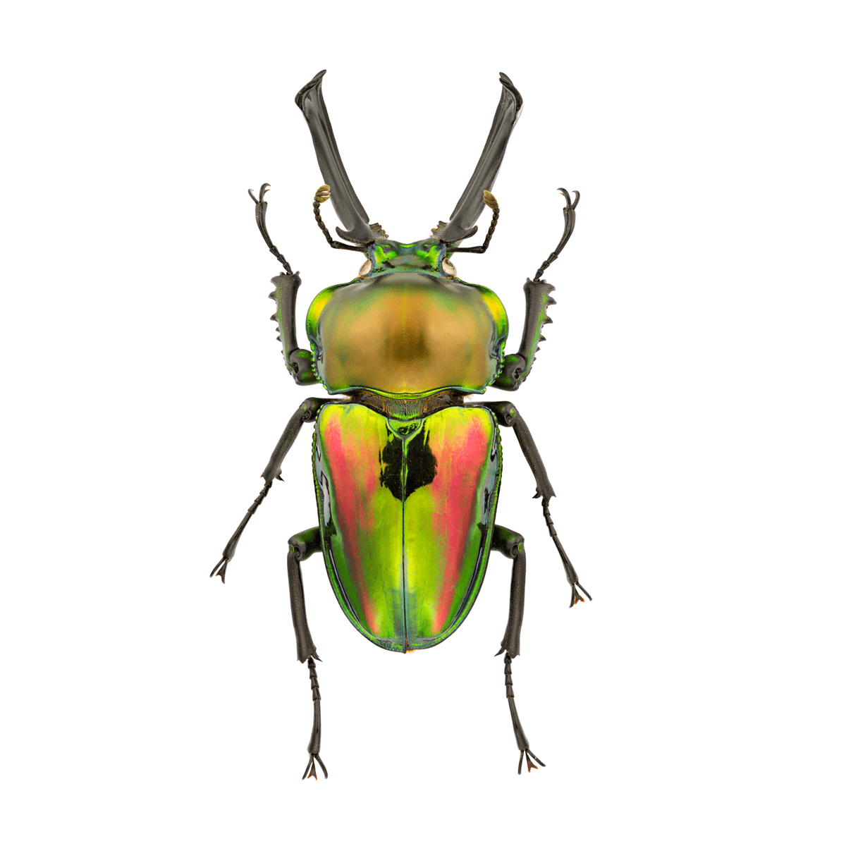 Phalacrognathus muelleri (Rainbow Stag Beetle, King Stag Beetle)